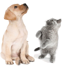 Iura Animalĭum – Rubrica di Tutela Giuridica degli&nbsp;Animali