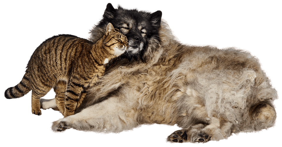 dog-and-cat-3128190_960_720